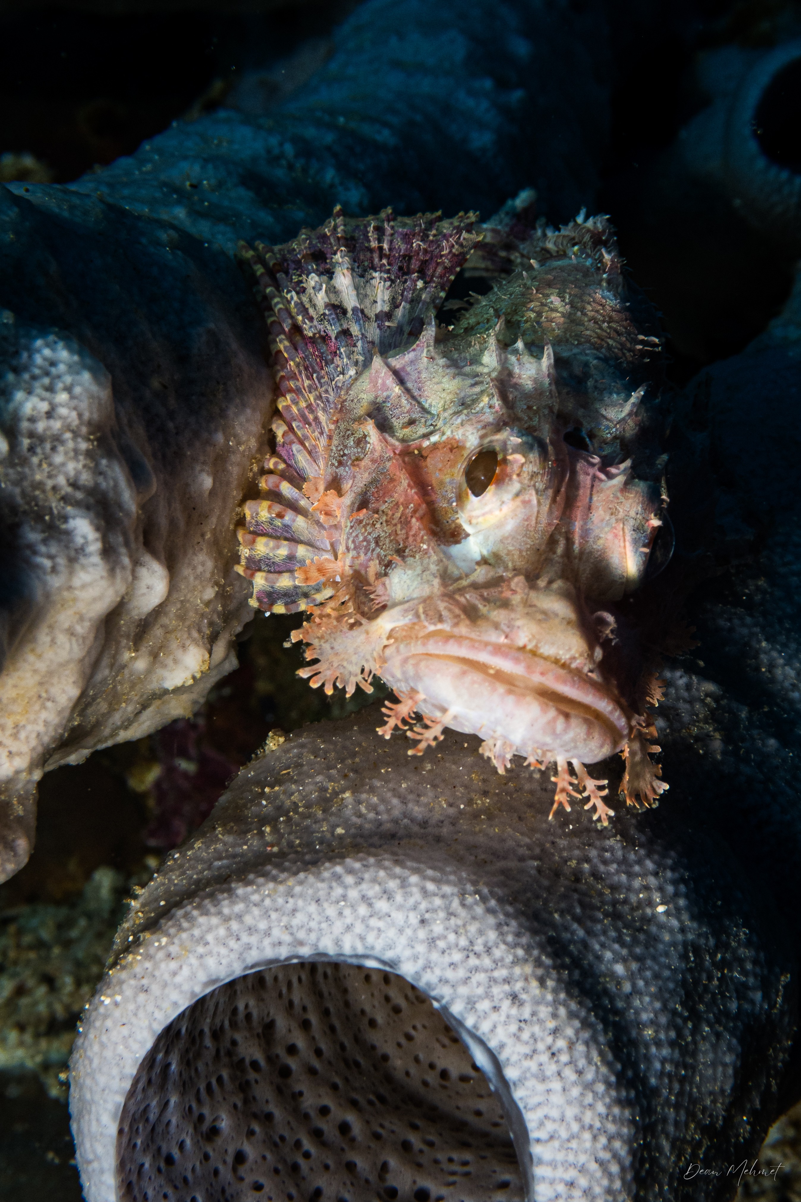 Smallscale Scorpionfish
