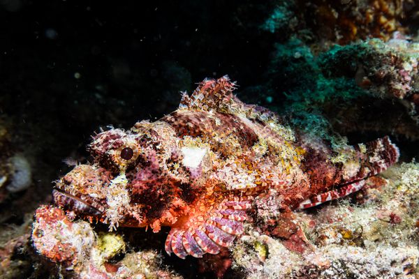 Smallscale Scorpionfish - Photo 4