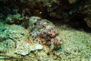 Smallscale Scorpionfish