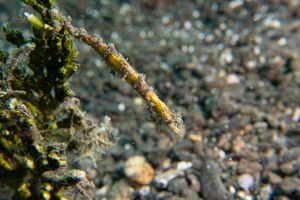 Pipefishes and Allies representative species