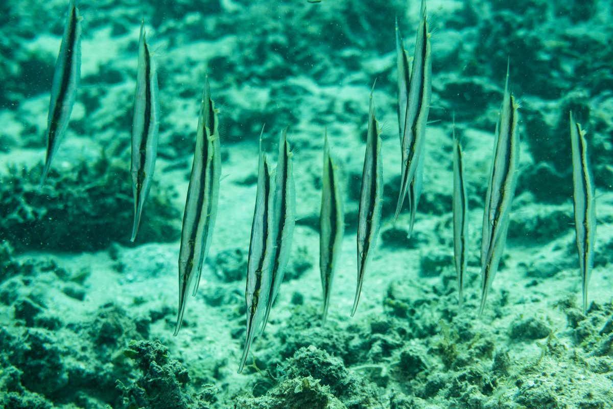 Jointed Razorfish hero image