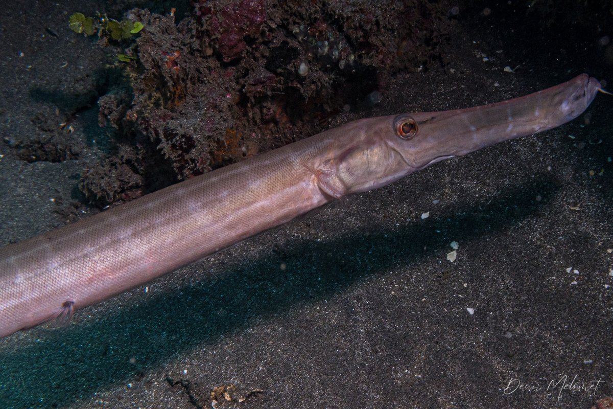 Pacific Trumpetfish hero image