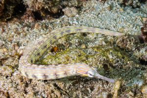 Pipefishes and Allies representative species