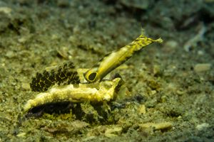 Orange and Black Dragonet