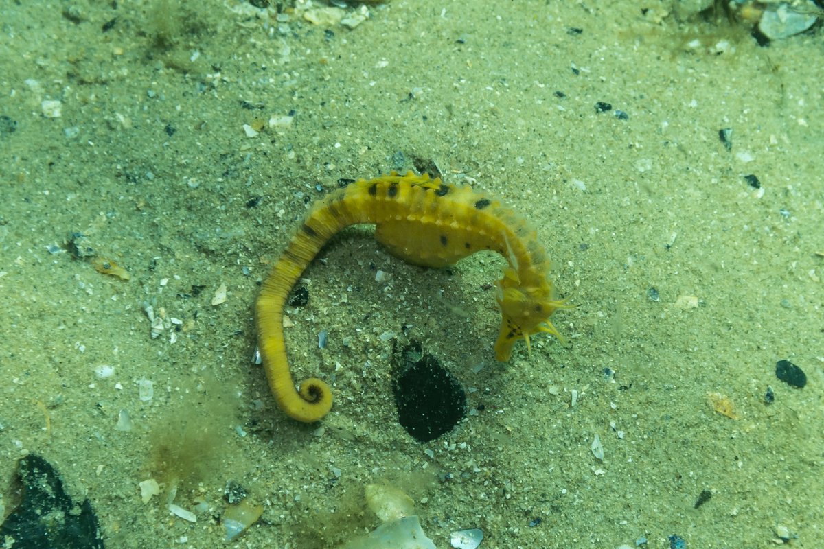 Rye Pier hero image