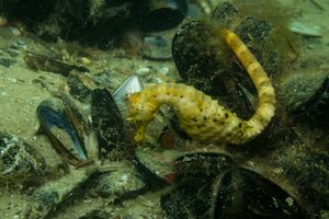 Bigbelly Seahorse