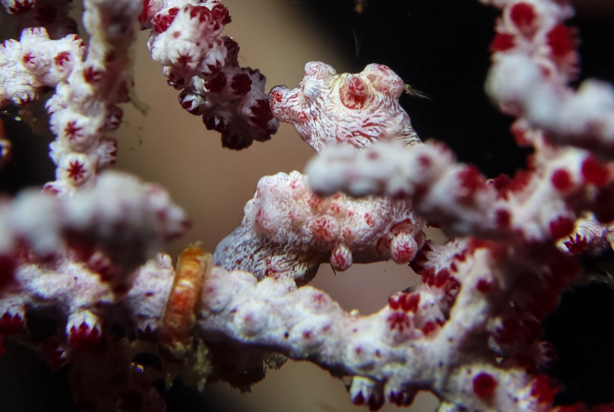 Pygmy Seahorse hero image