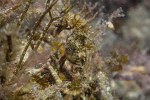 Shorthead Seahorse from Edithburgh Jetty