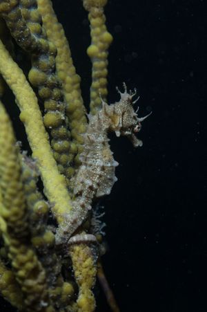 Shorthead Seahorse from Edithburgh Jetty