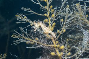 Shorthead Seahorse