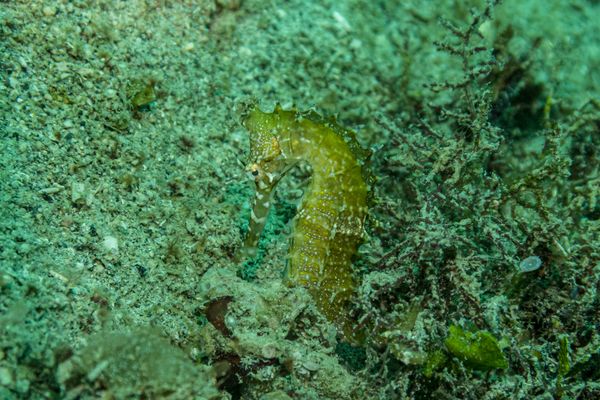 Spiny Seahorse