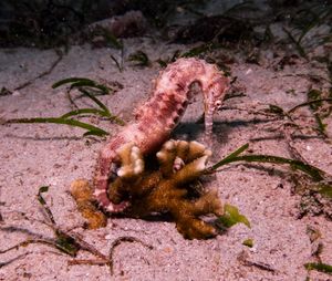 Spiny Seahorse