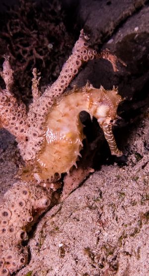 Spiny Seahorse