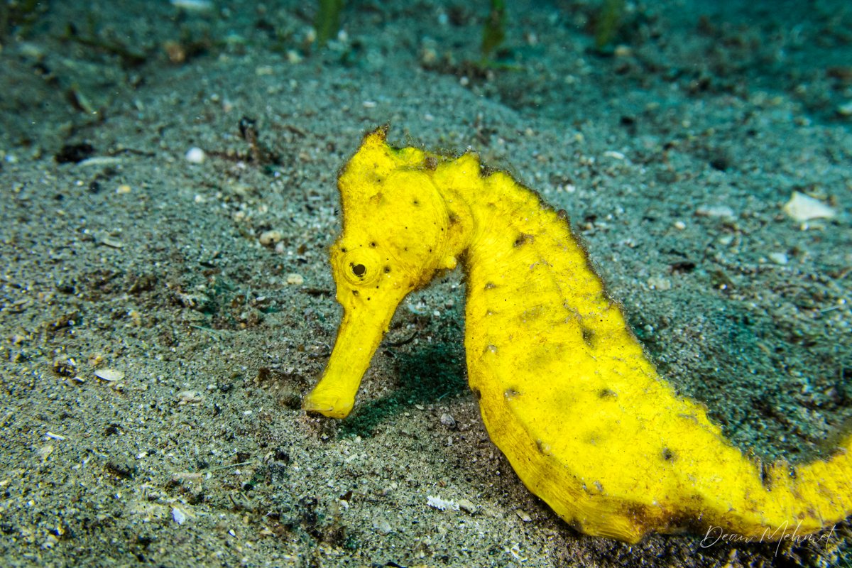 Common Seahorse hero image