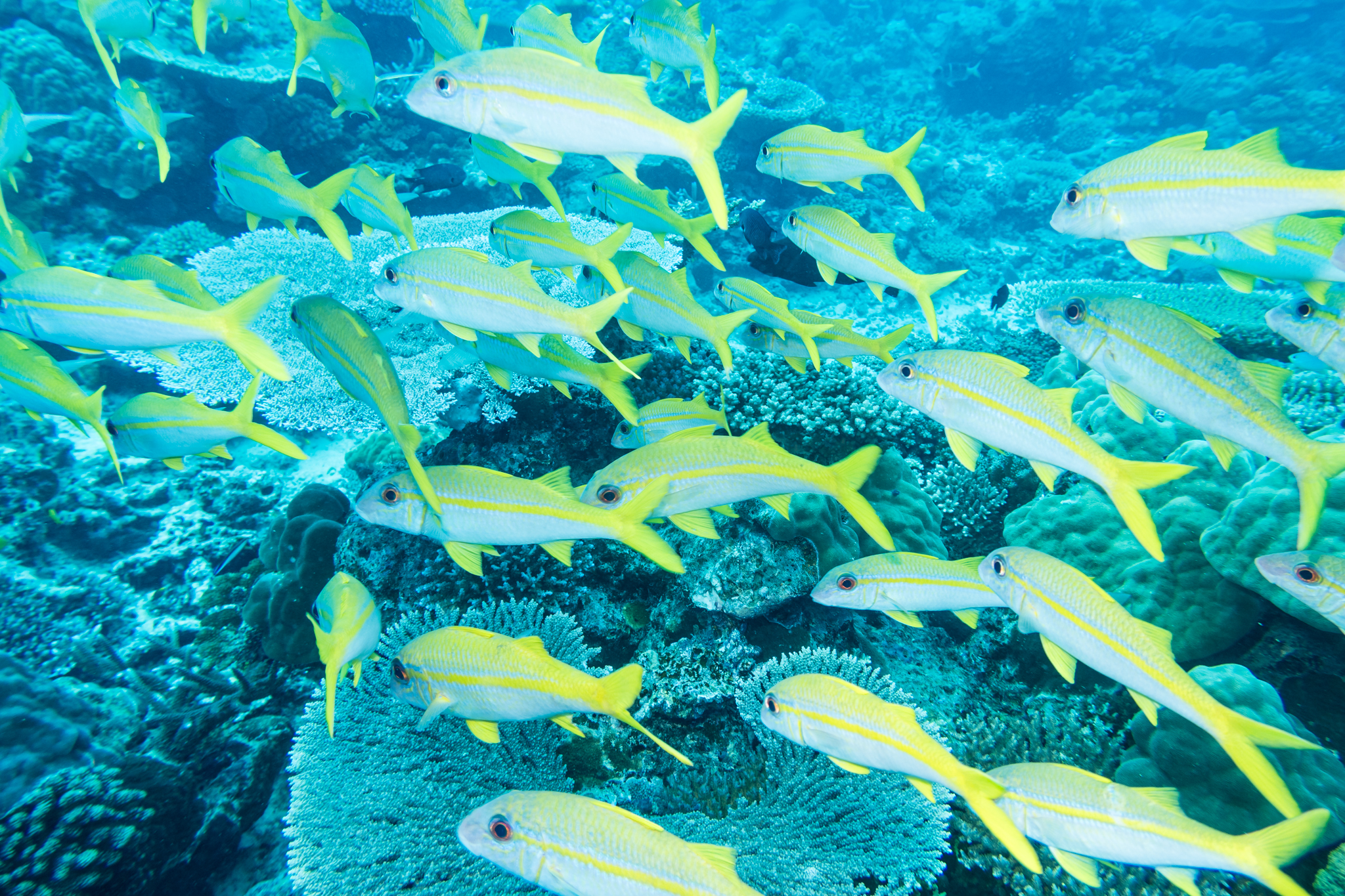 Goldstripe Goatfish