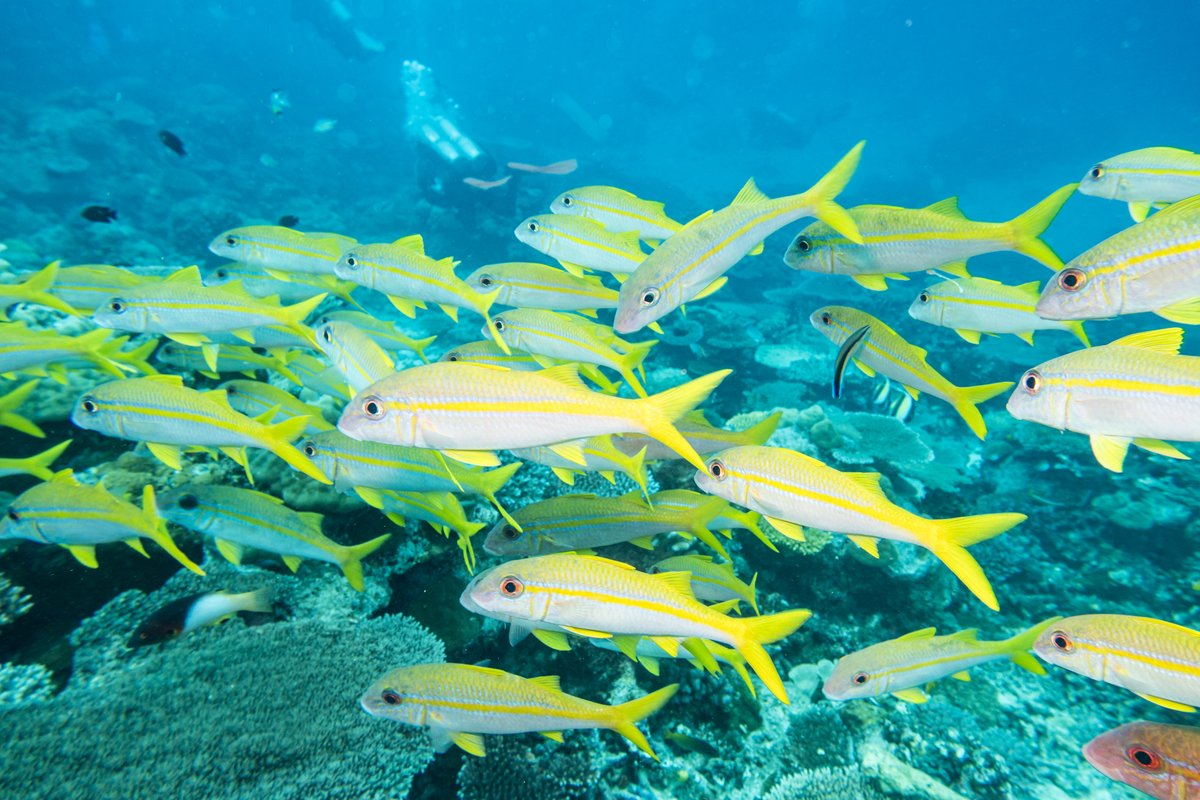 Goldstripe Goatfish