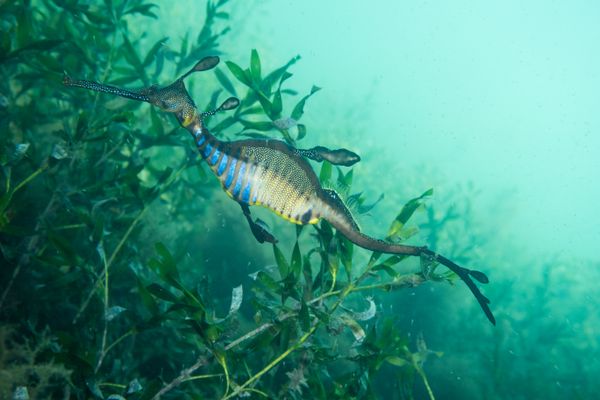 Flinders Pier - Media 7
