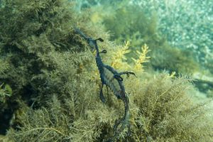 Flinders Pier dive