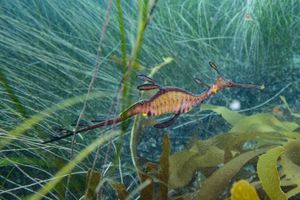 Common Sea Dragon