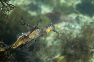Common Sea Dragon