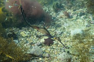 Common Sea Dragon