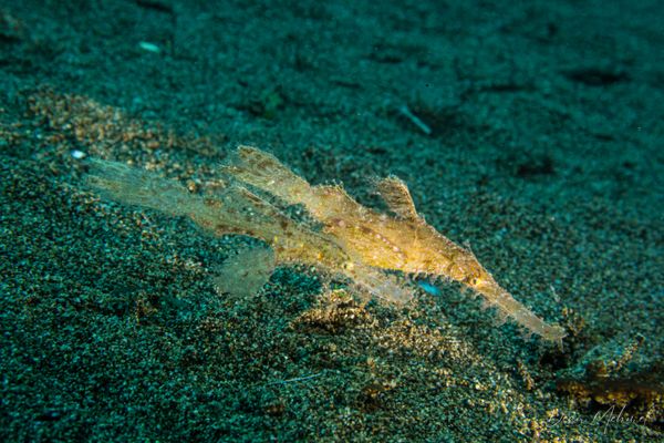 Robust Ghostpipefish