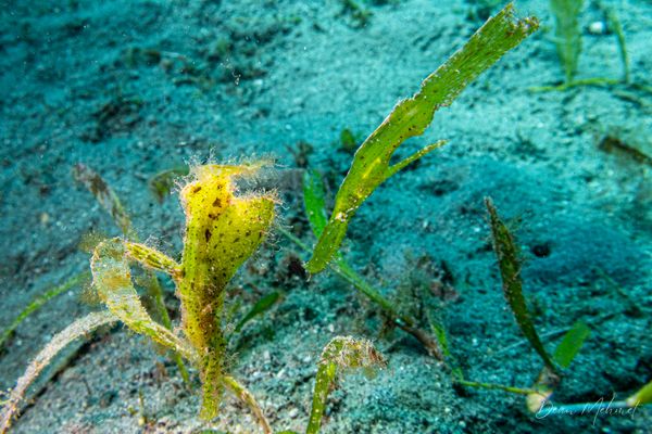 Robust Ghostpipefish