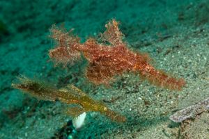 Roughsnout Ghostpipefish