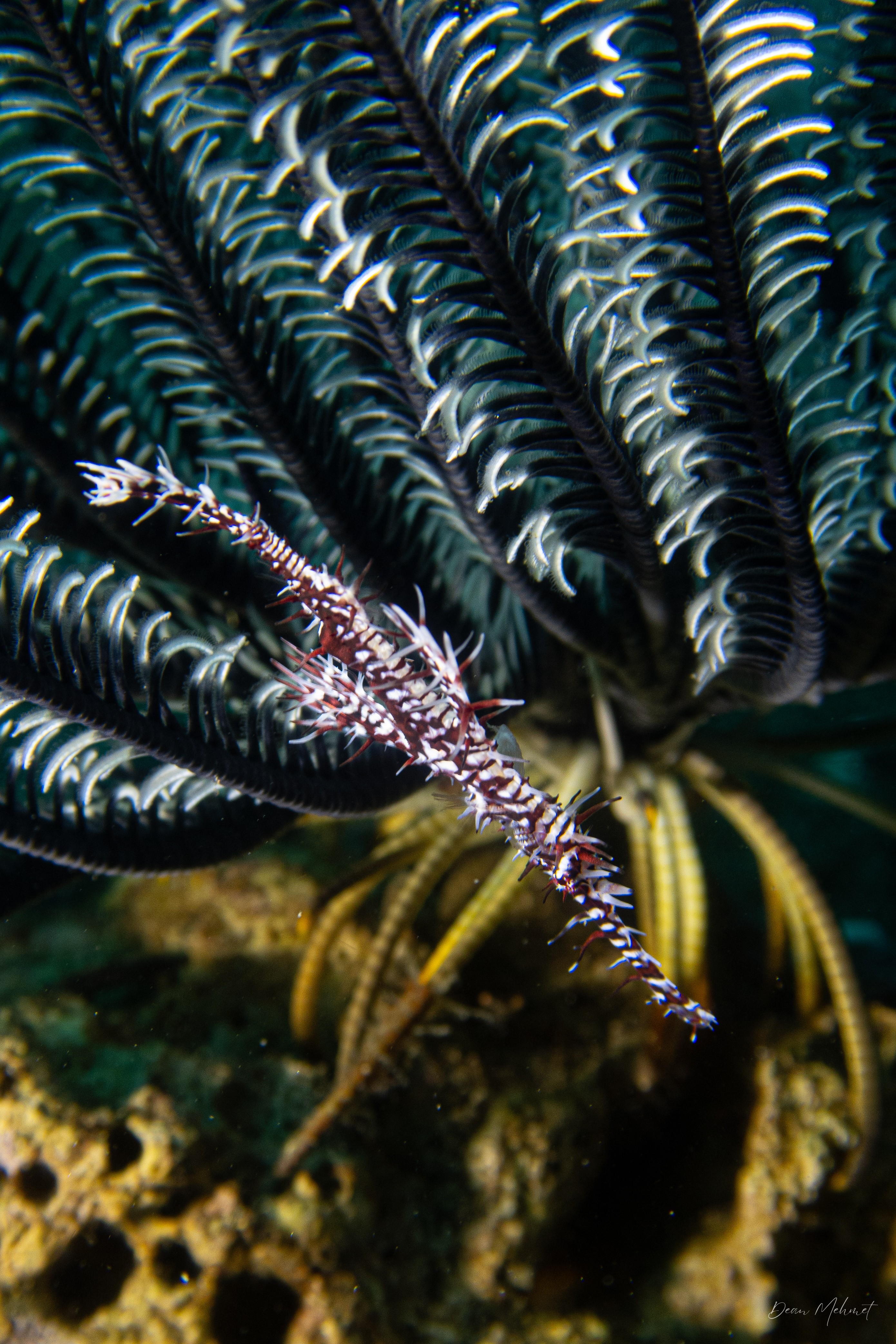 Ornate Ghostpipefish