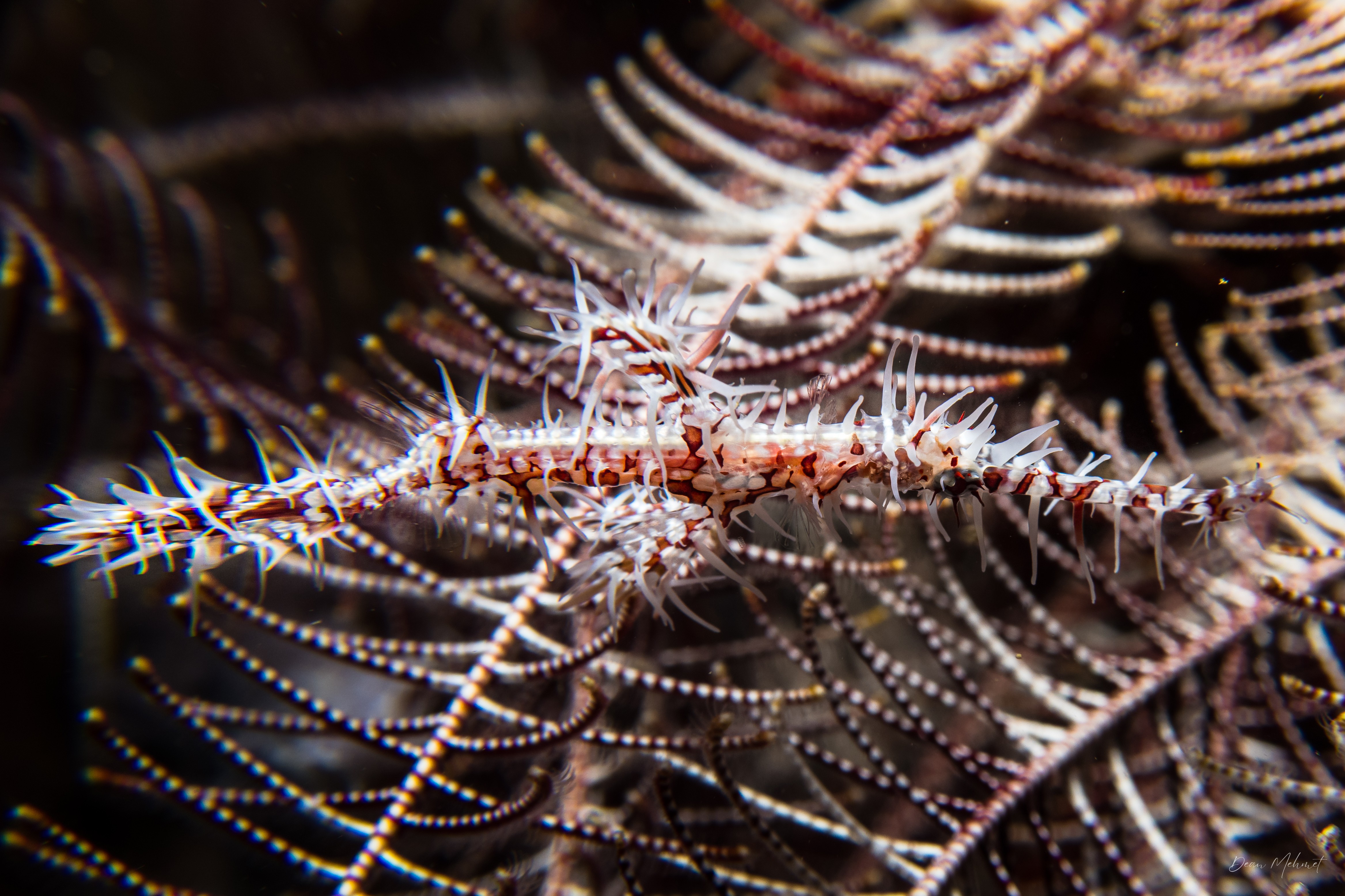 Ornate Ghostpipefish