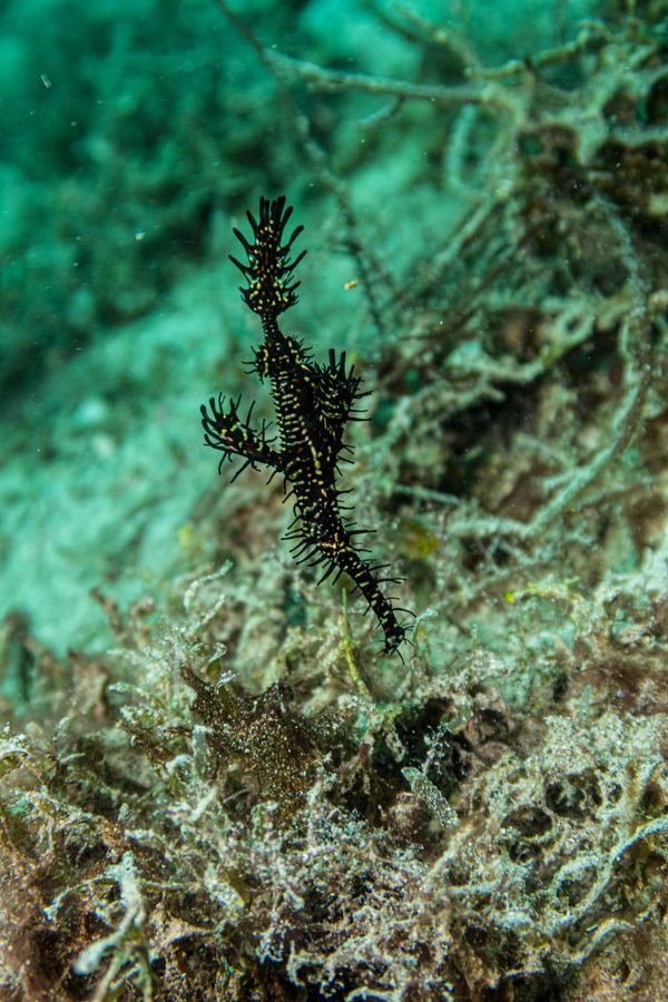 Ornate Ghostpipefish - Photo 3