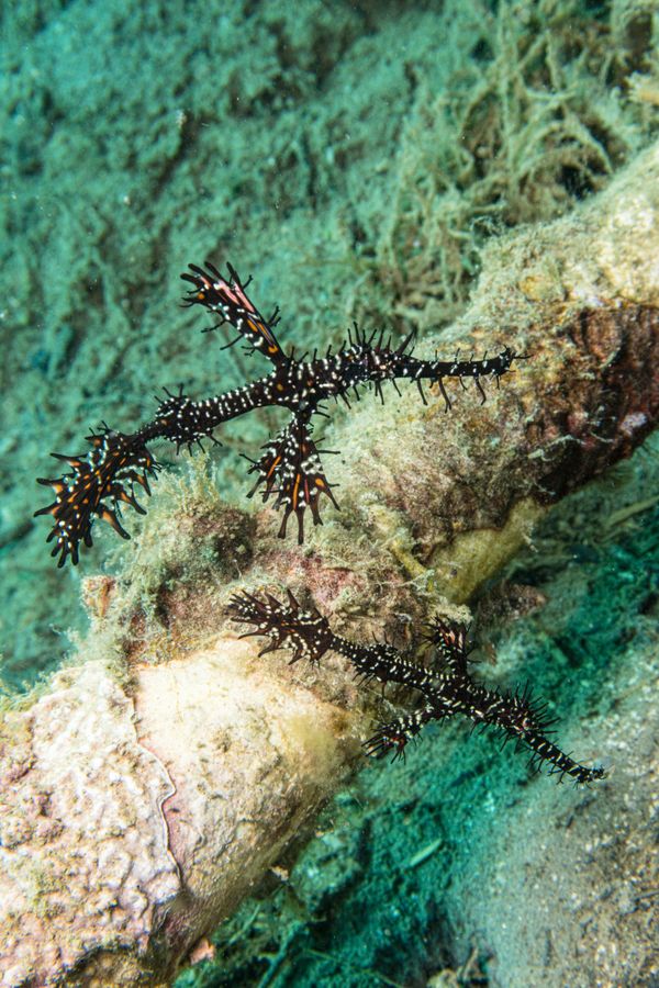 Ornate Ghostpipefish - Photo 5