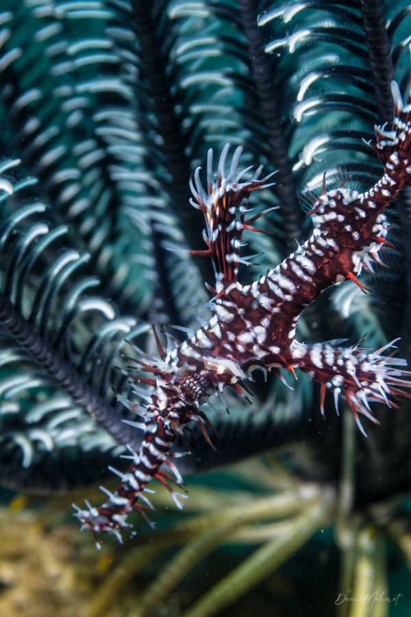 Ornate Ghostpipefish
