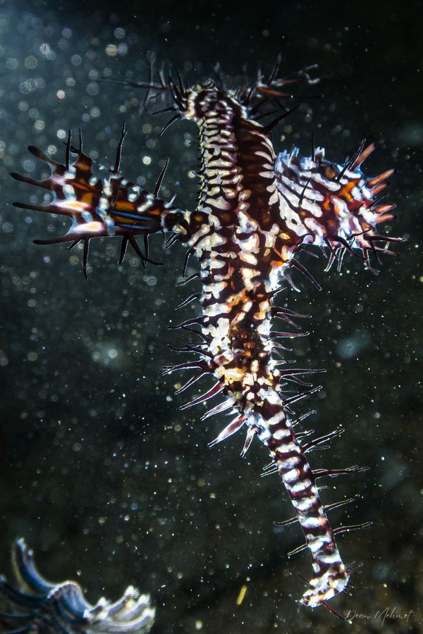 Ornate Ghostpipefish