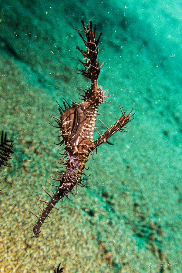 Ornate Ghostpipefish