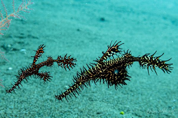 Ornate Ghostpipefish