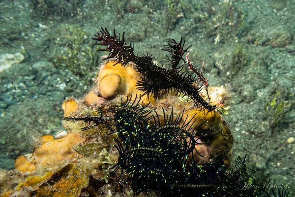 Ornate Ghostpipefish - Photo 35