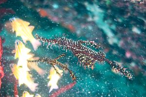 Ornate Ghostpipefish