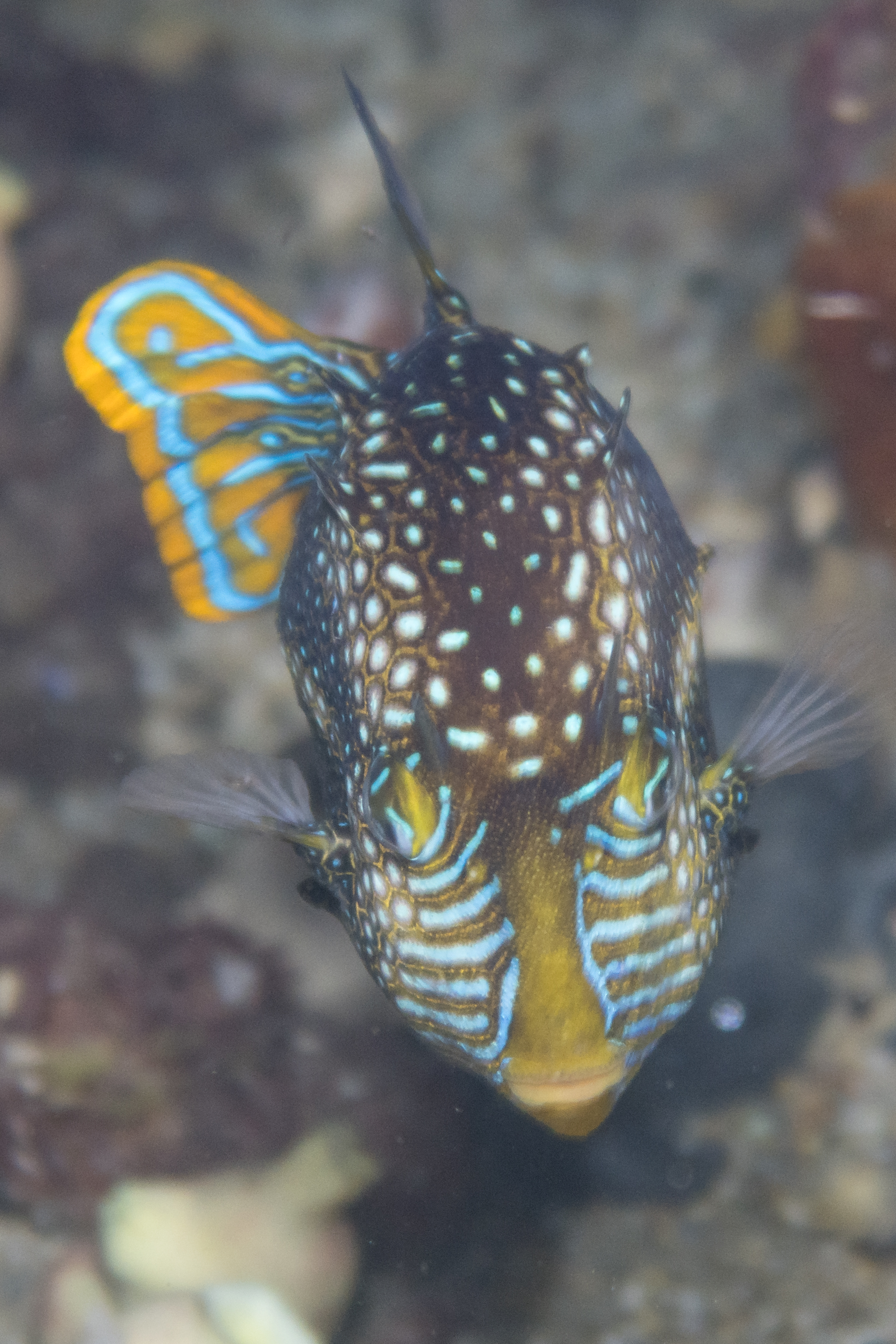 Ornate Cowfish