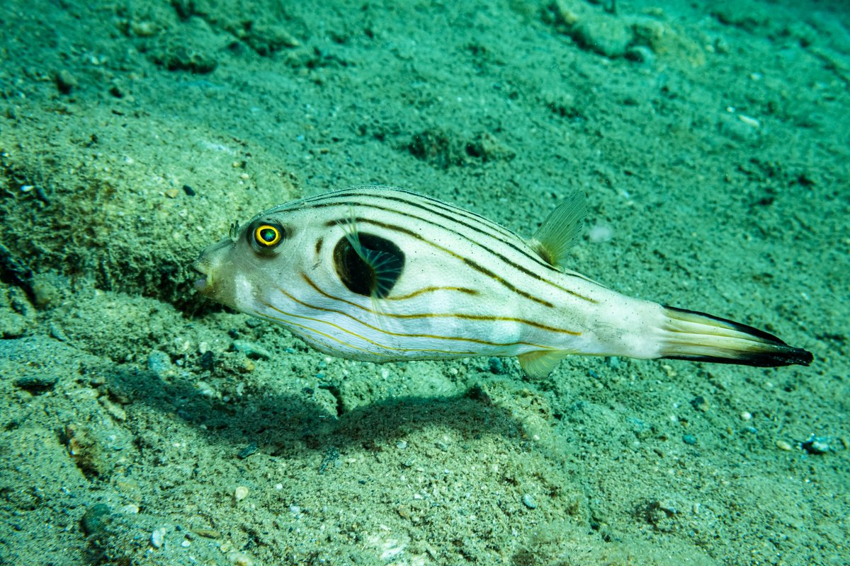 Narrowlined Puffer hero image