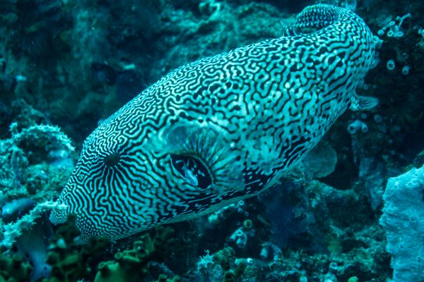 Verde Island encounter 3