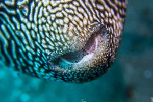 Scribbled Puffer