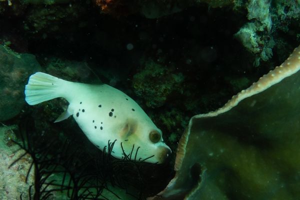 Blackspotted Puffer