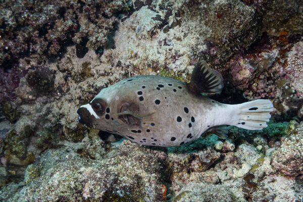 Blackspotted Puffer - Moalboal, Philippines - 8 August 2026 - Dive 1 - White Beach (North)