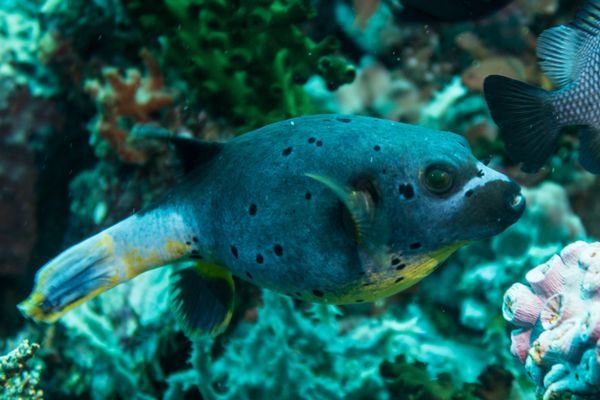 Blackspotted Puffer - Photo 7