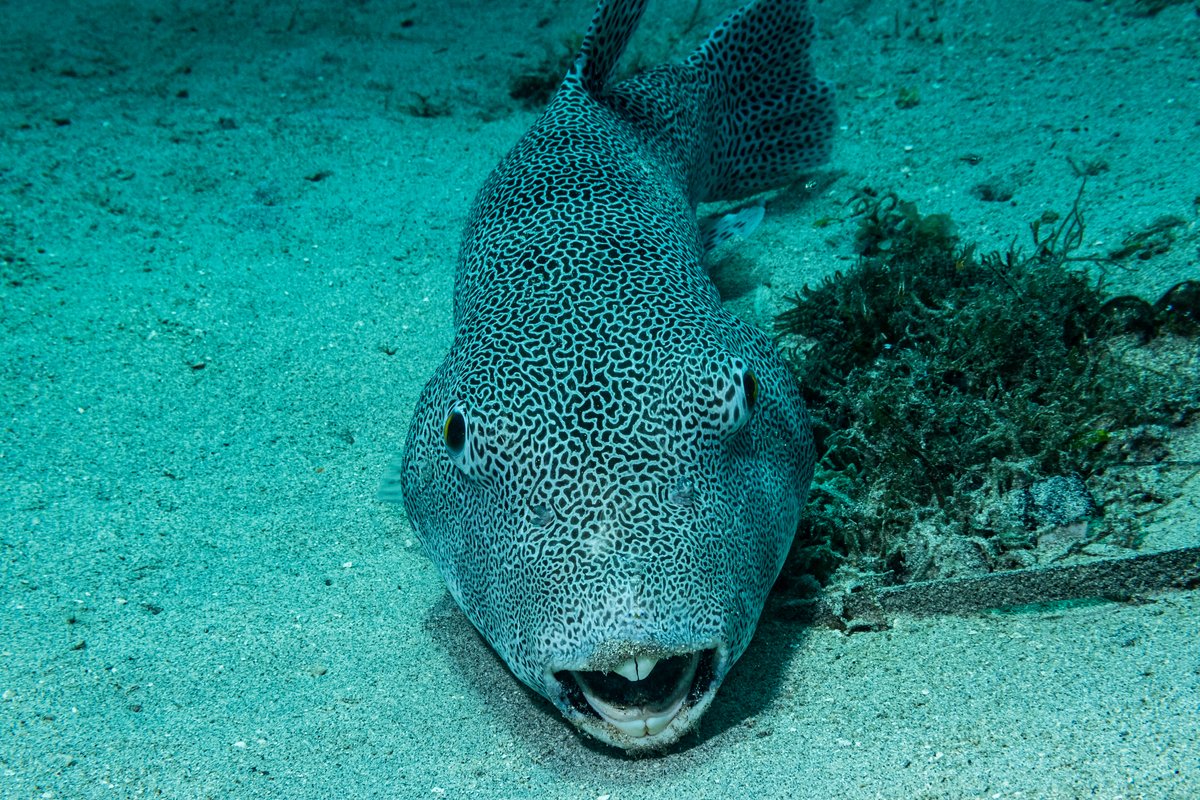 Starry Puffer hero image
