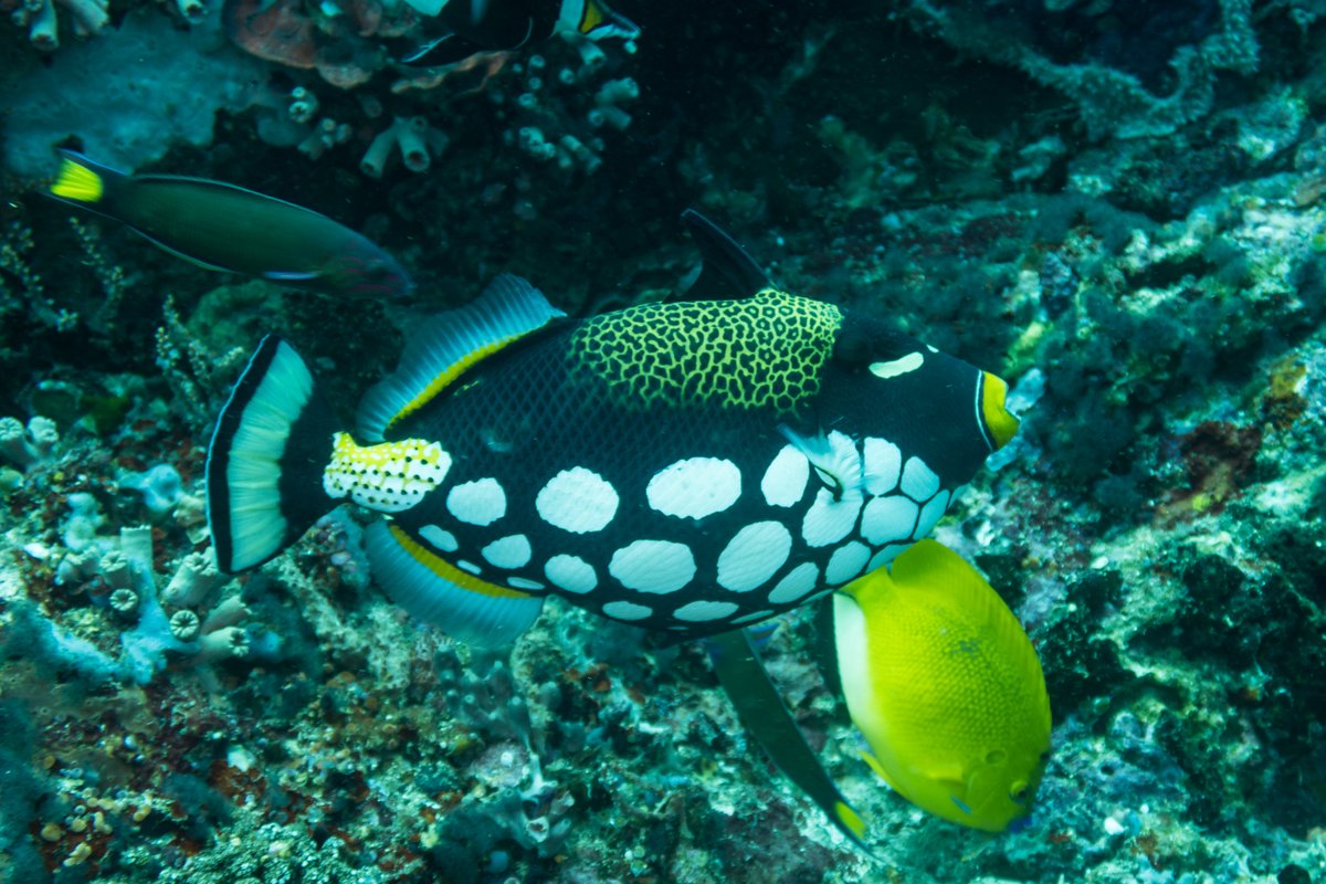 Clown Triggerfish hero image