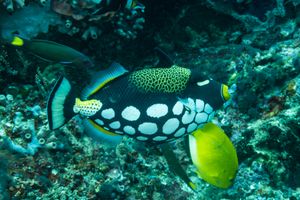 Clown Triggerfish