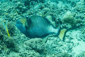 Titan Triggerfish