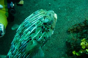 Long-spined Porcupinefish